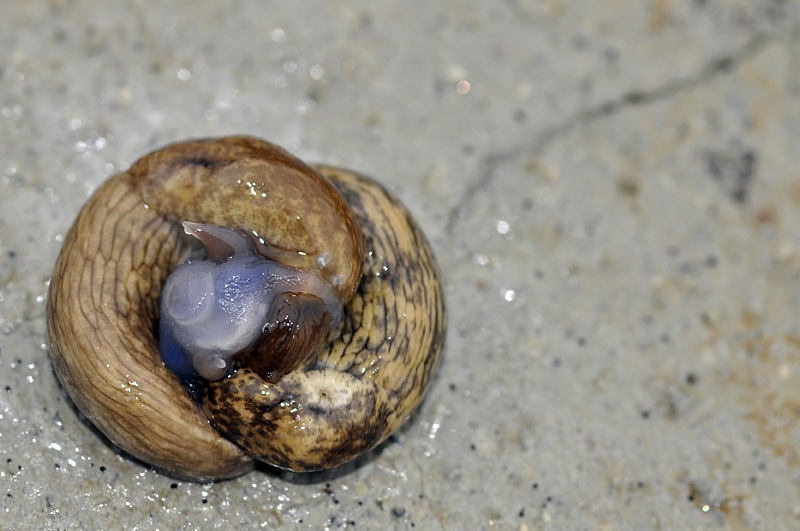 Accoppiamento in Deroceras reticulatum